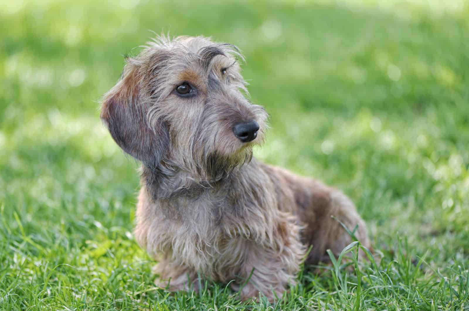 Wire-Haired Dachshund sitting outsie