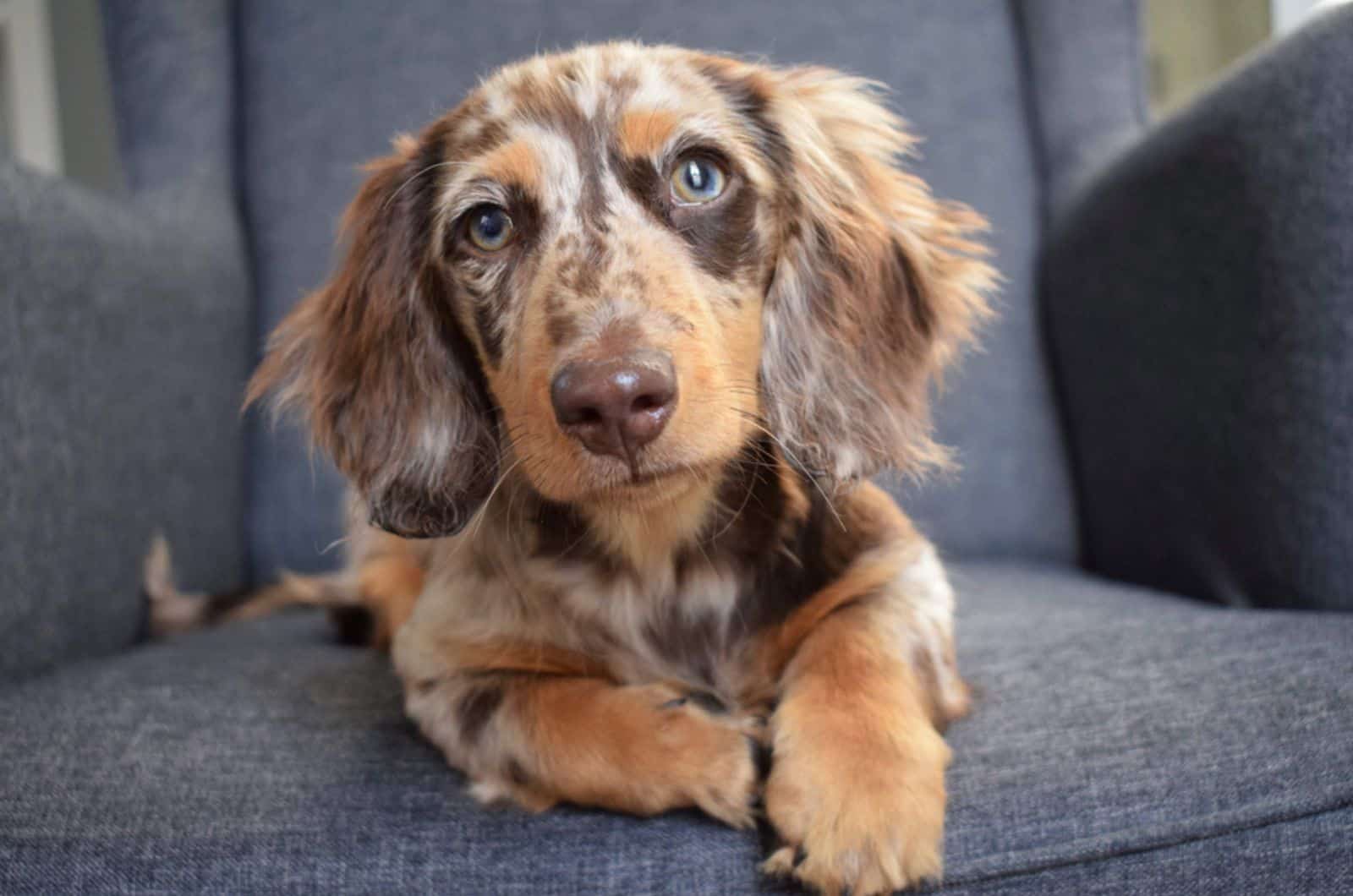 wirehaired mini dachshund lying on the couch