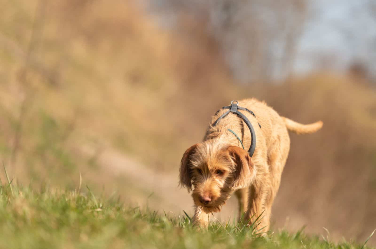 wirehaired vizsla puppy walking in nature