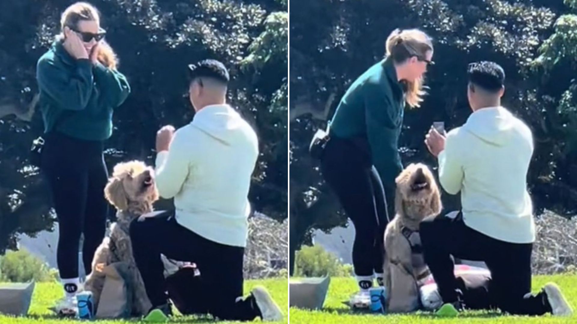 Witness How This Sweet Dog Reacted When She Saw Her Mom Was Getting Proposed