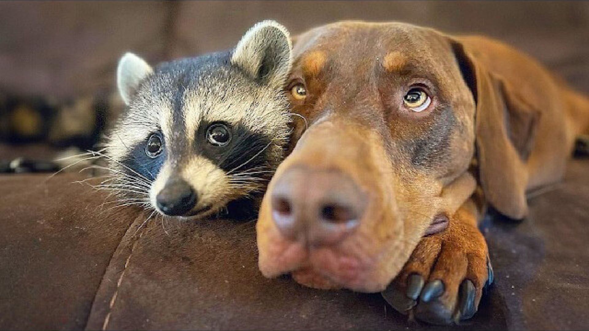 This Dog And His New Raccoon Sibling Have The Most Amazing Friendship Ever