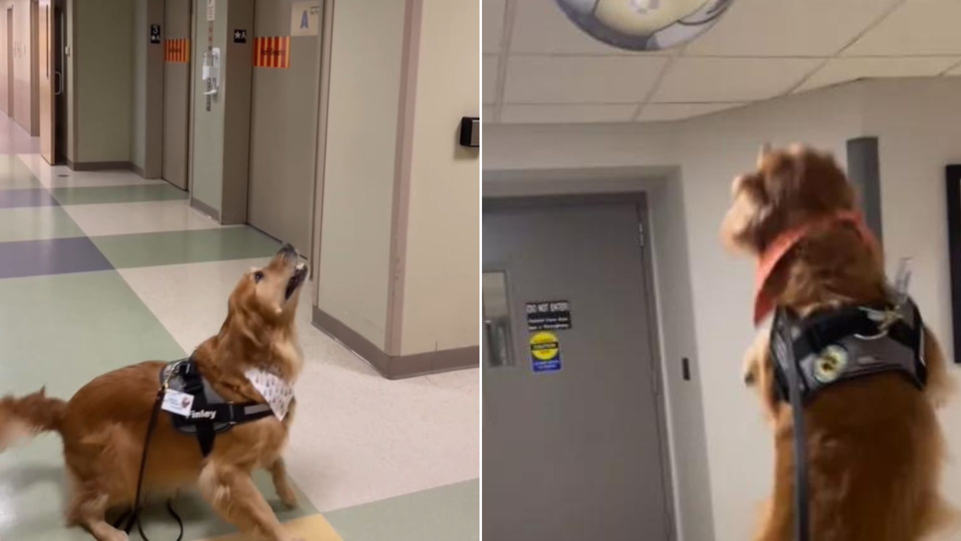 Therapy Golden Retriever Sees Himself In The Mirror And Does The Most Hilarious Thing