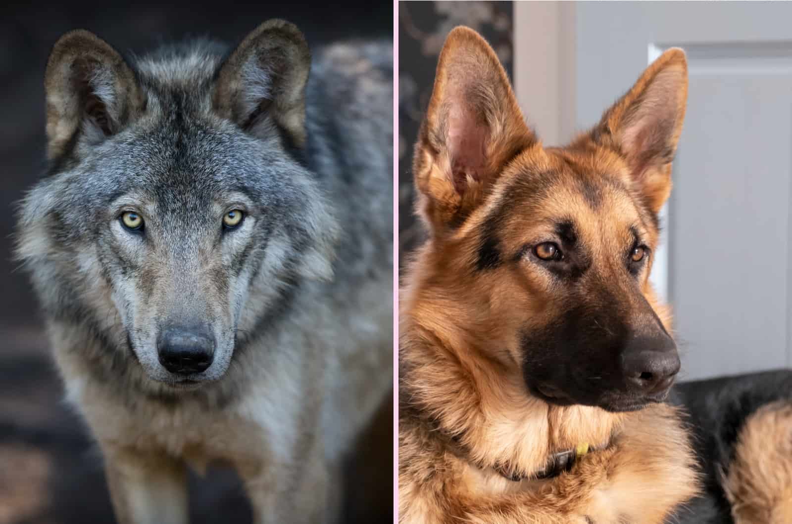 Wolf and German Shepherd close shot