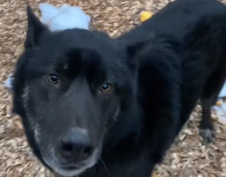 wolf dog in the woods