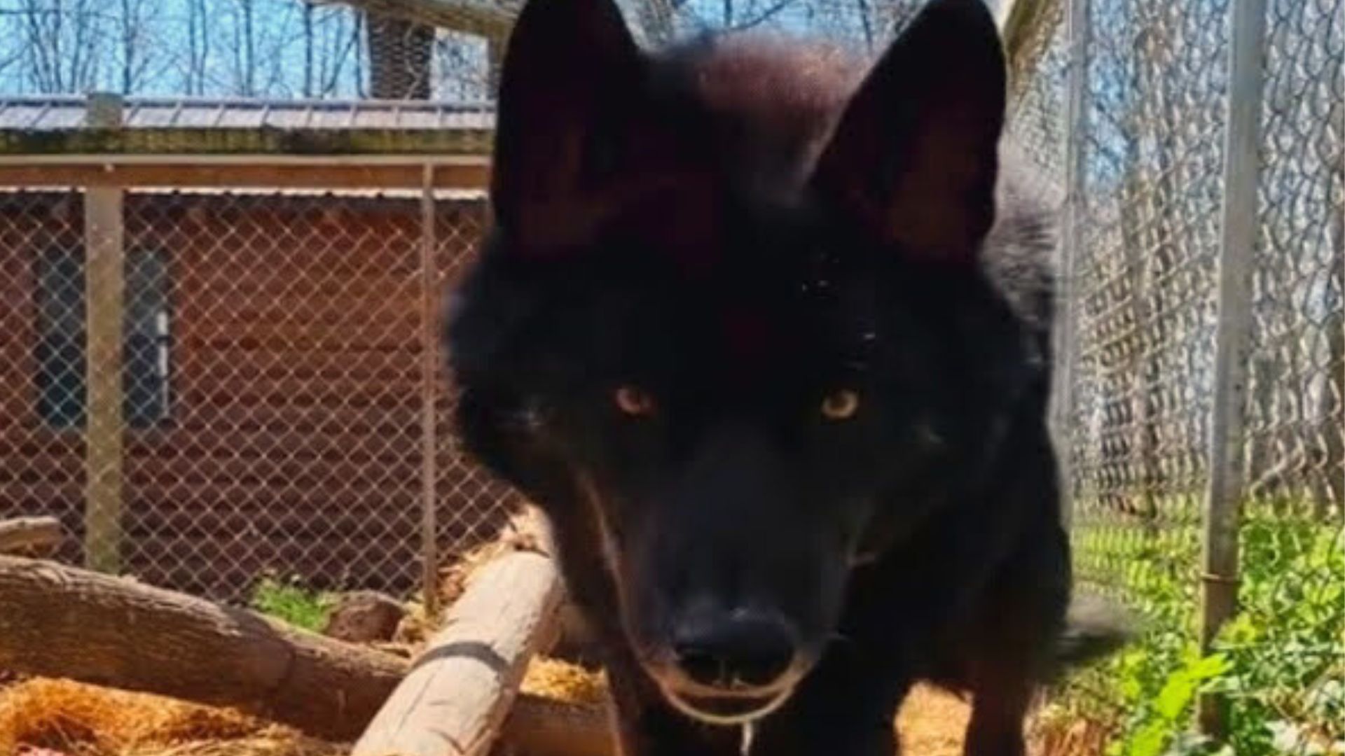 Wolf Dog Saved From A Hoarding Situation Becomes Best Friends With His Rescuer