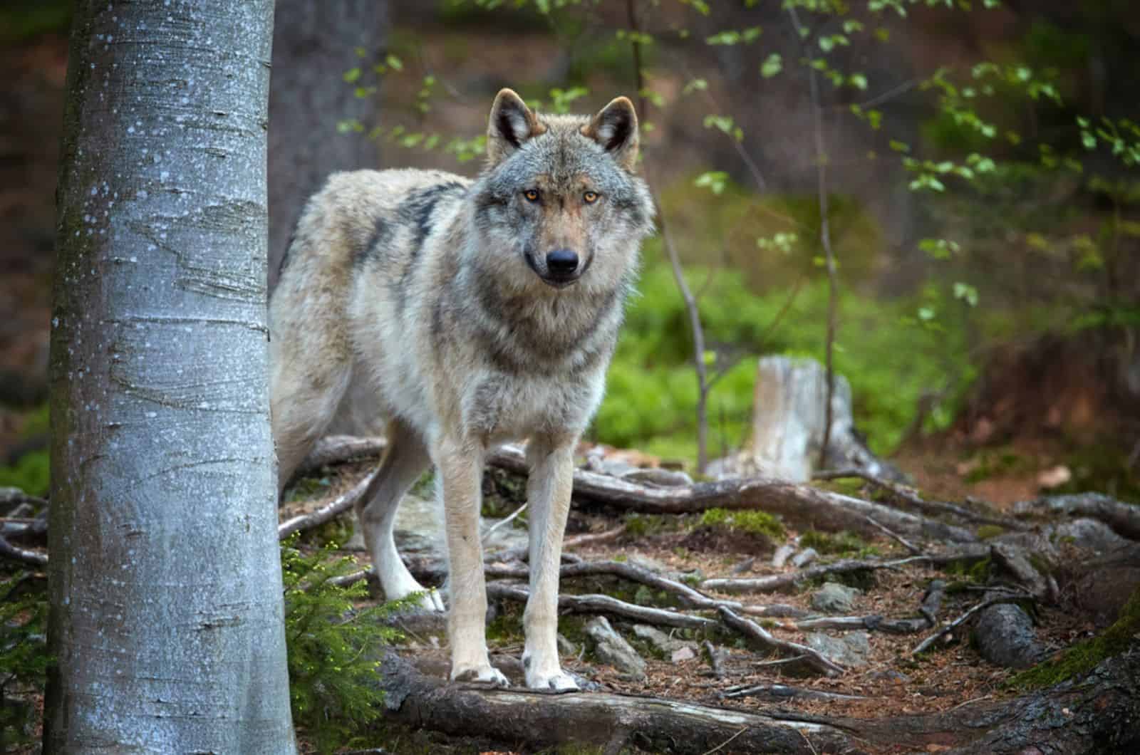 wolf in the forest