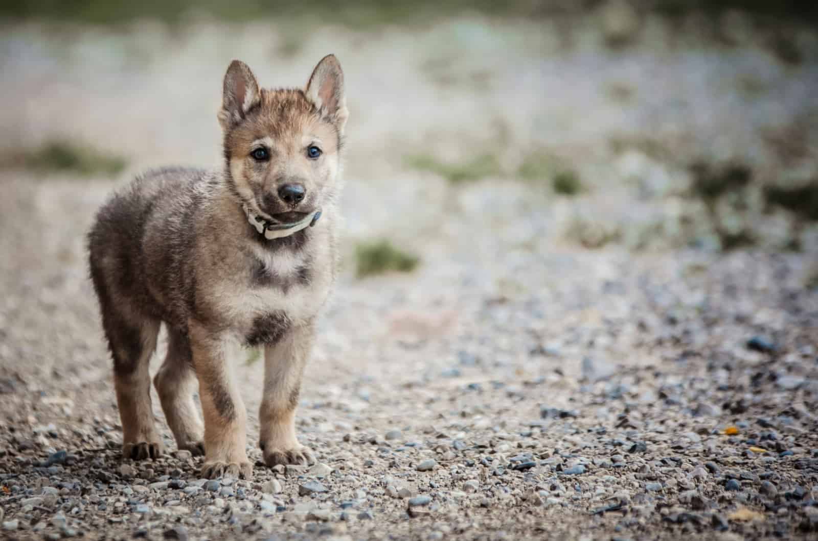 wolfdog puppy