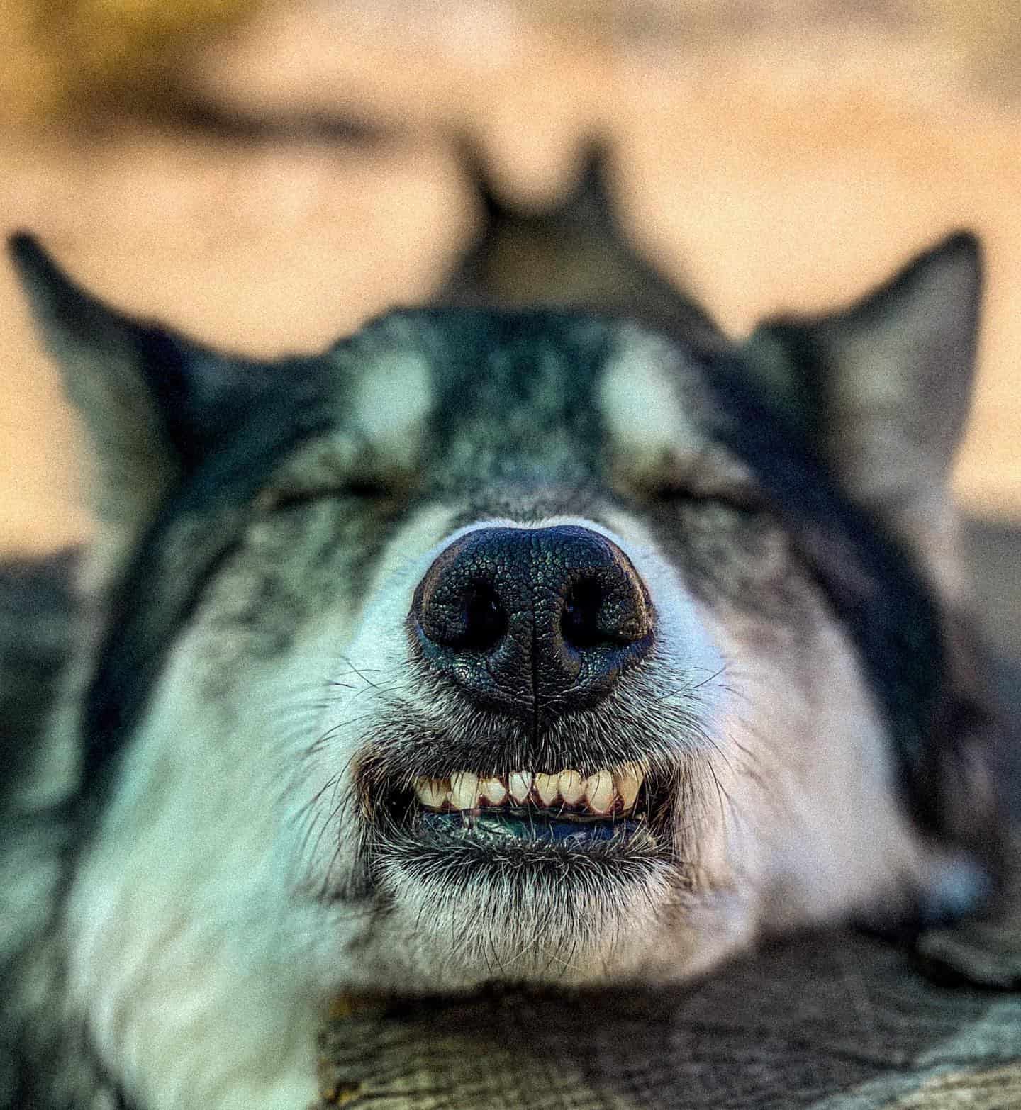 Wolfdog showing his teeth