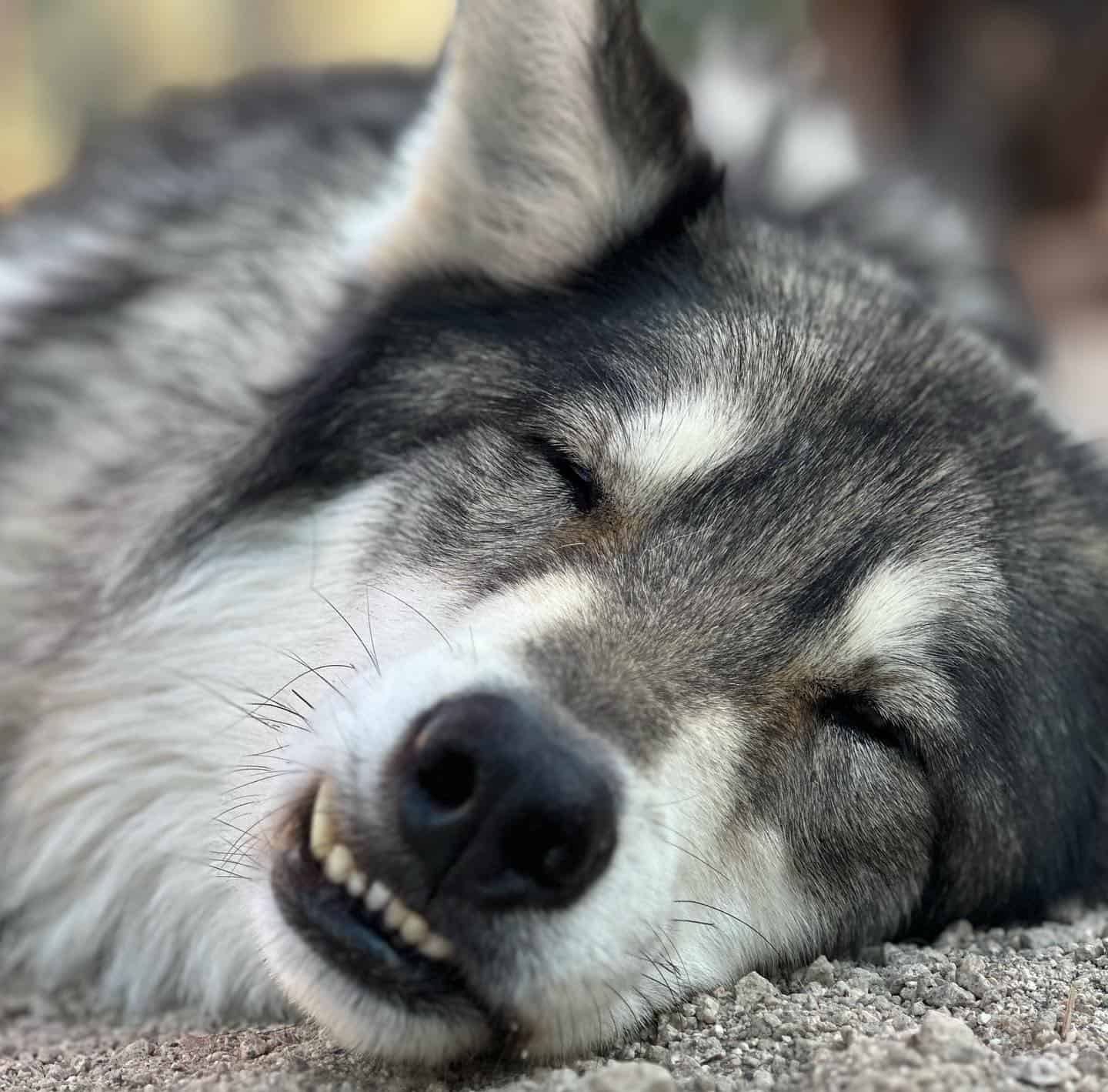 Wolfdog sleeping