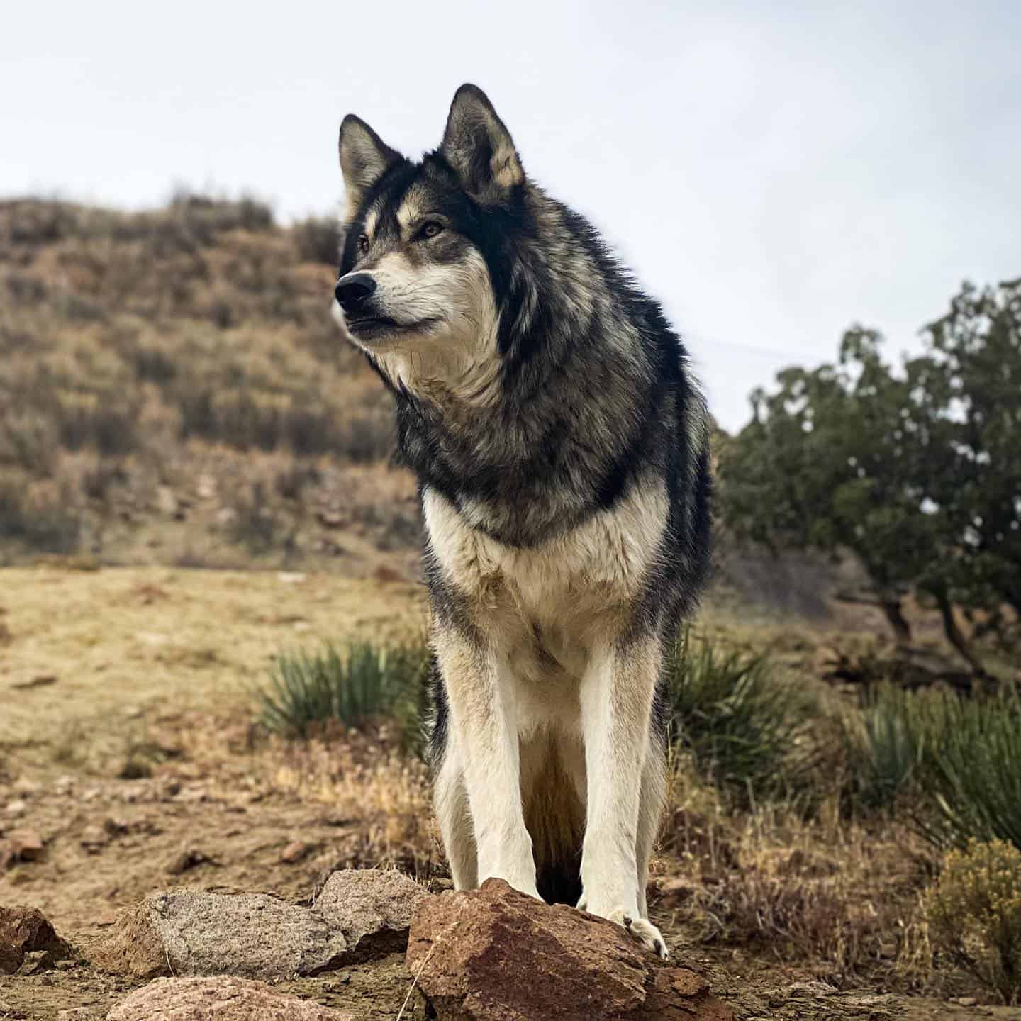 Wolfdog standing on the moutain