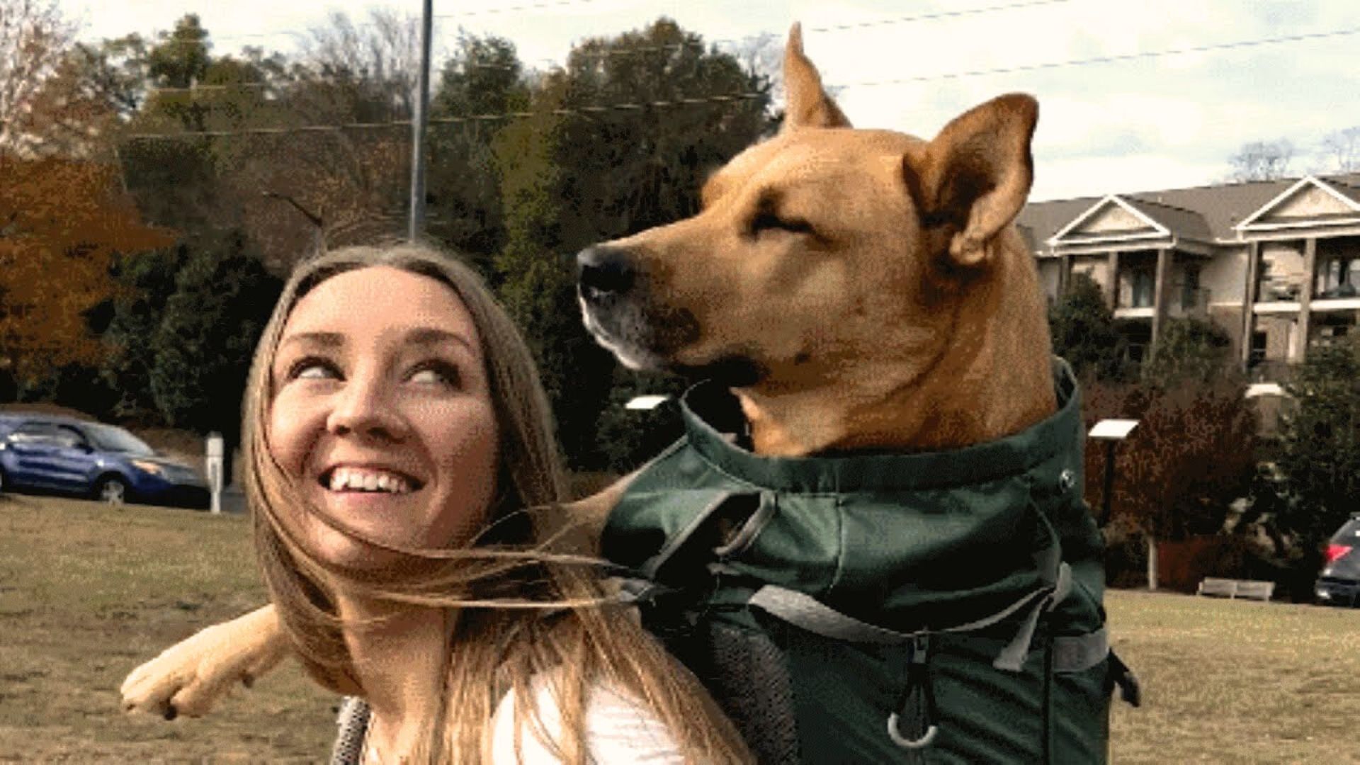 Family From Virginia Adopted The Most Perfect Dog Only To Realize Something Heartbreaking About Him