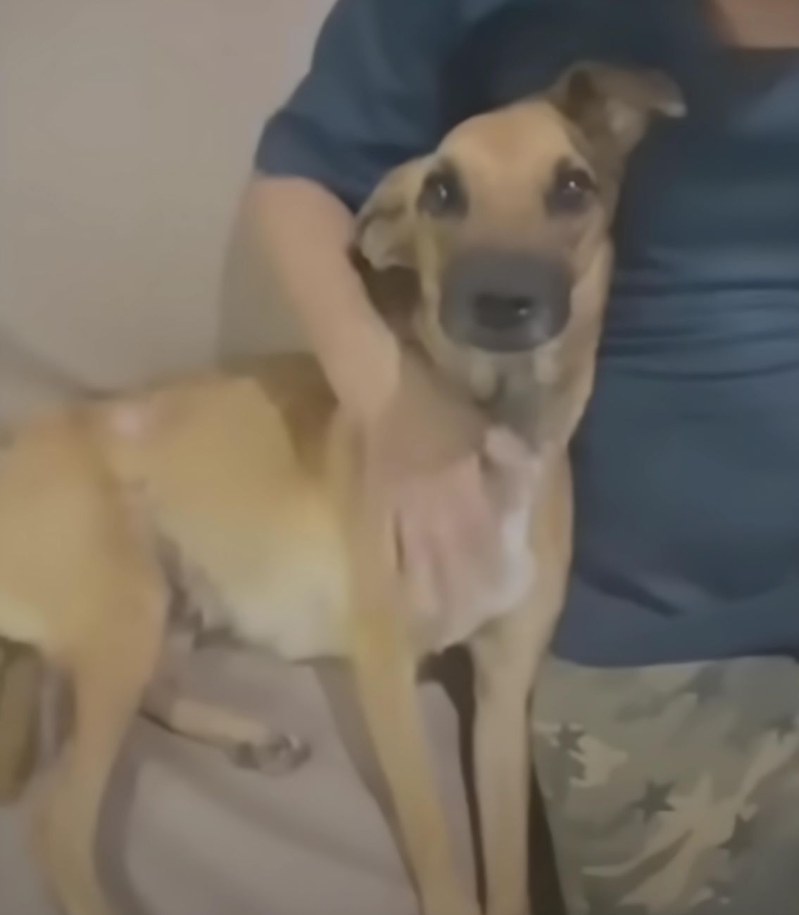 woman and adorable brown dog