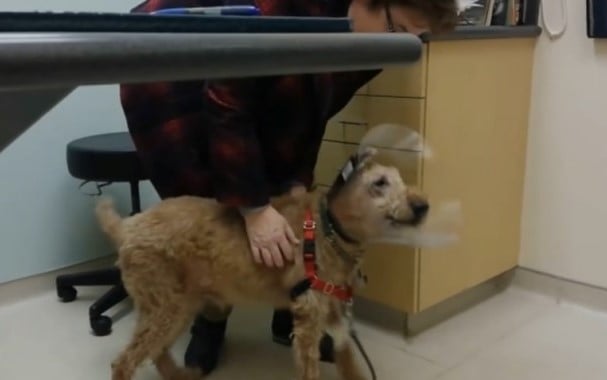 woman and dog with collar