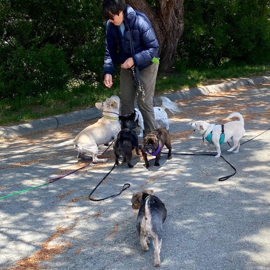 woman and many puppies and dogs