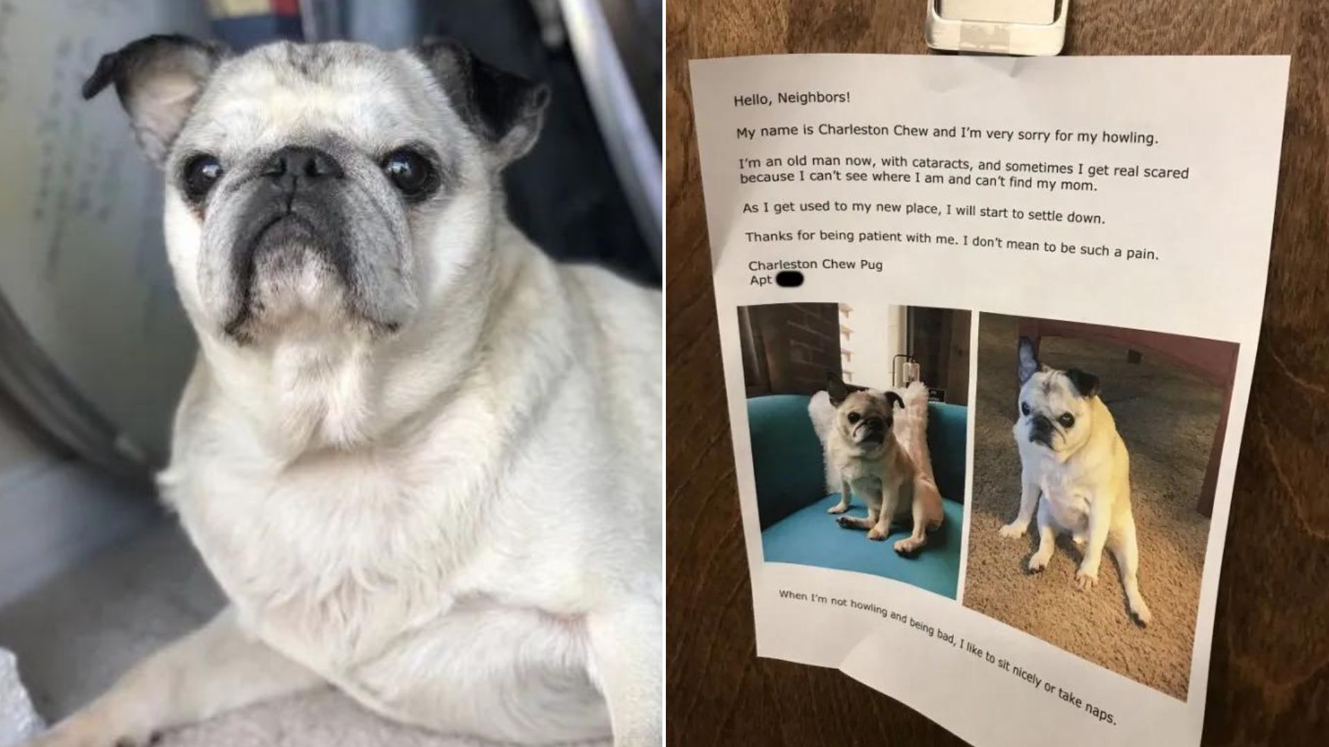 Woman Apologizes For Her Howling Senior Pug And It’s Too Sweet