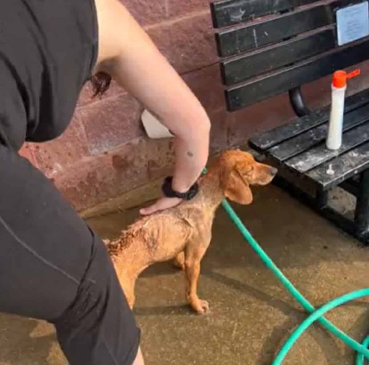 woman bathing a dog outdoors