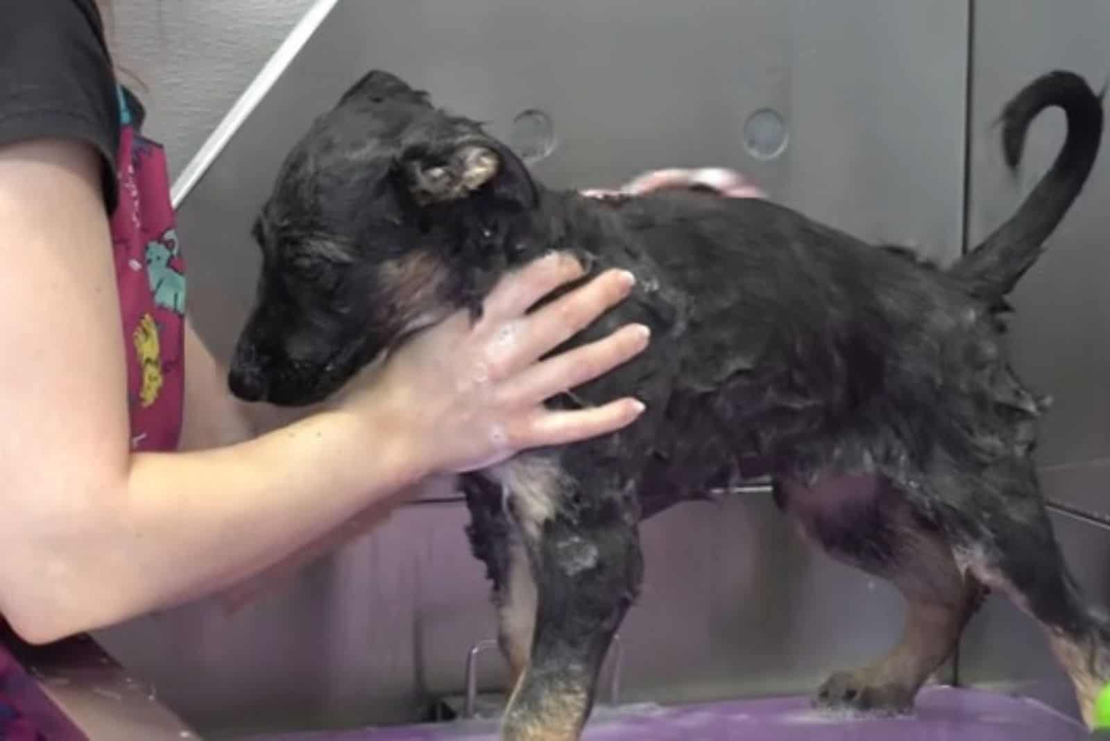 woman bathing german shepherd puppy