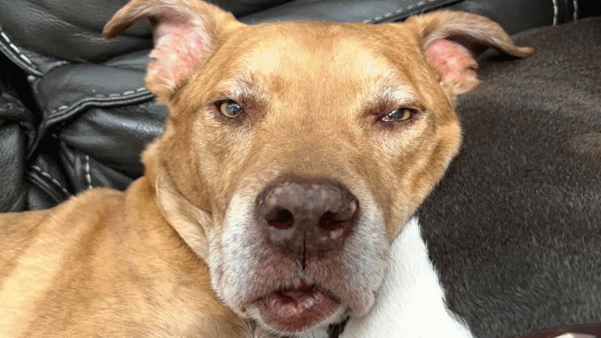 Woman Who Adopted A ‘Senior’ Dog Was Shocked To Learn The Truth About Him