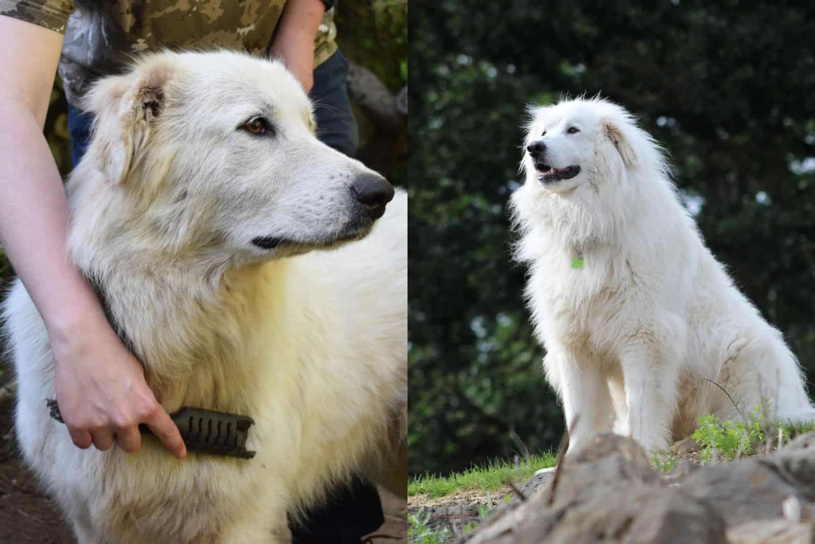 woman brush Maremma Sheepdog and Great Pyrenees resting