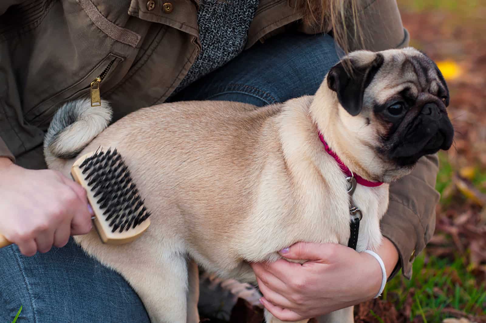 woman brushing her dog pug outdoors