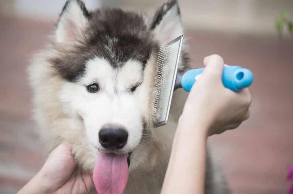 woman brushing puppy to clean them from dirt