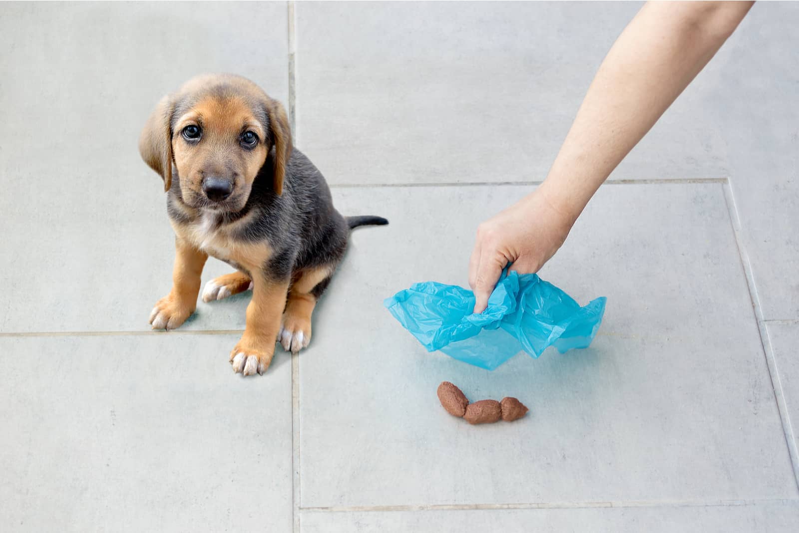 woman buys dog feces