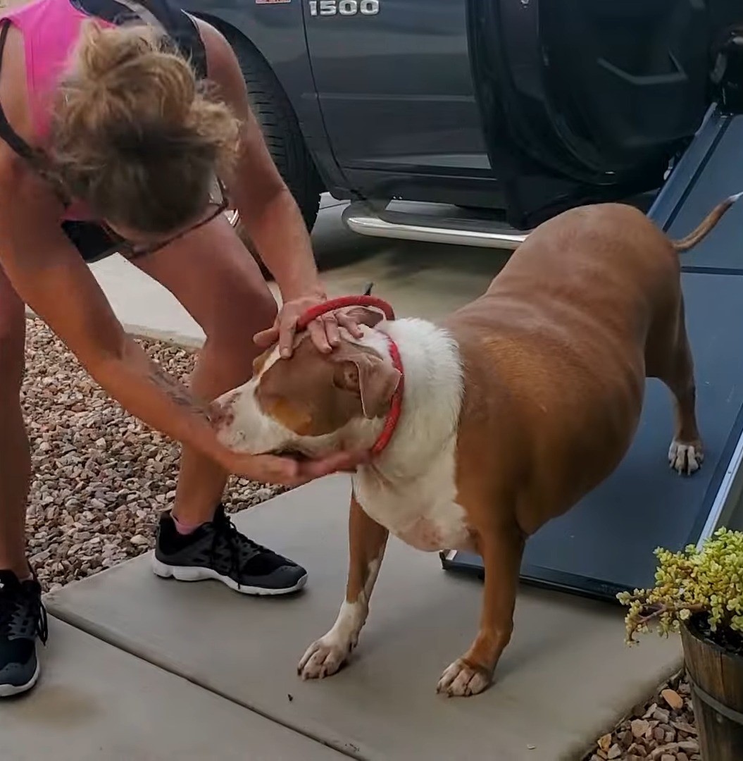 woman checking fat pittie