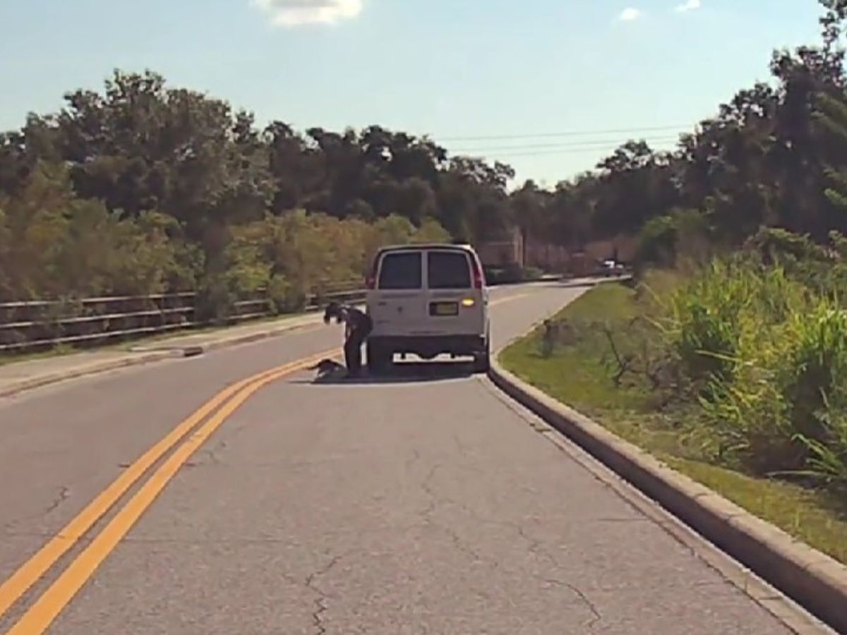 woman checking the animl on the road