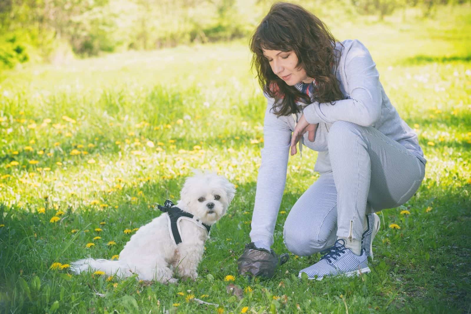 woman cleaning dog poop beside her dog at the ground