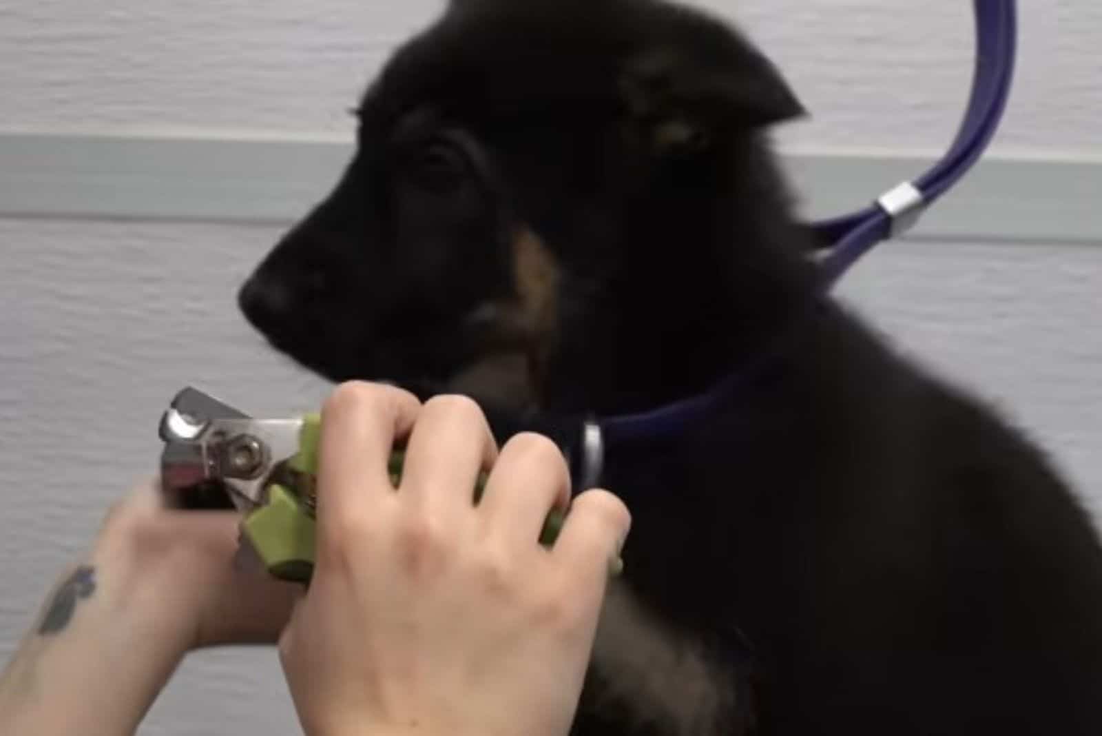 woman clips nails to german shepherd puppy while grooming him