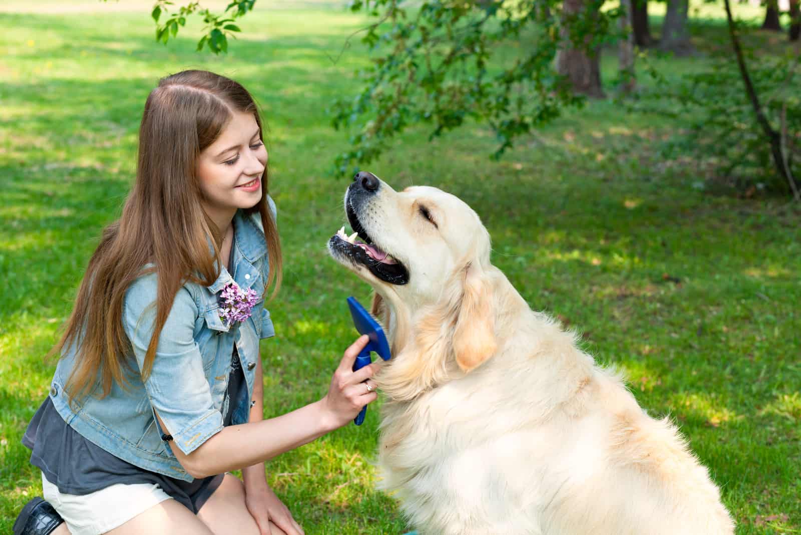 woman combing fur golden retriever dog on a green lawn