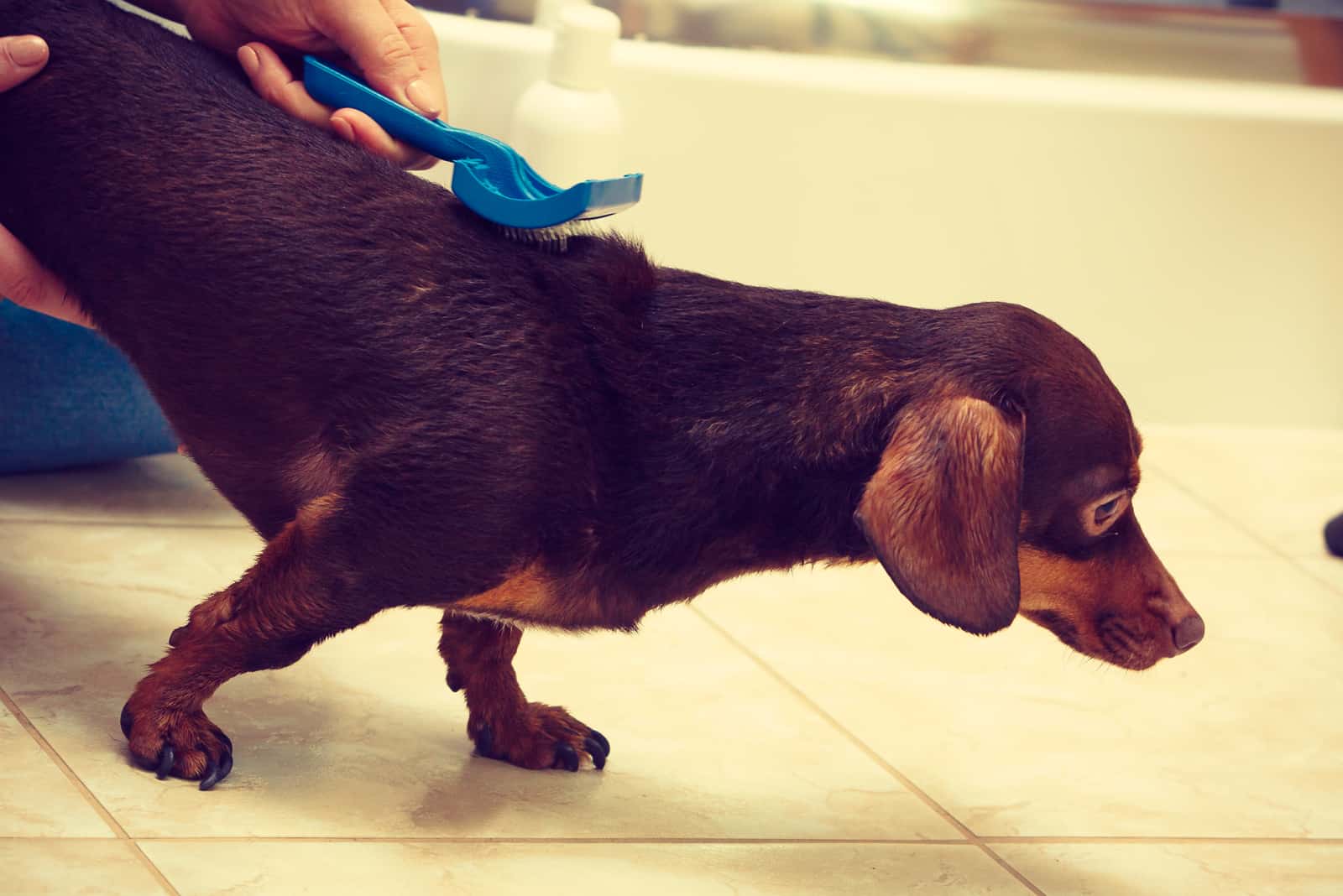 woman combs dachshund