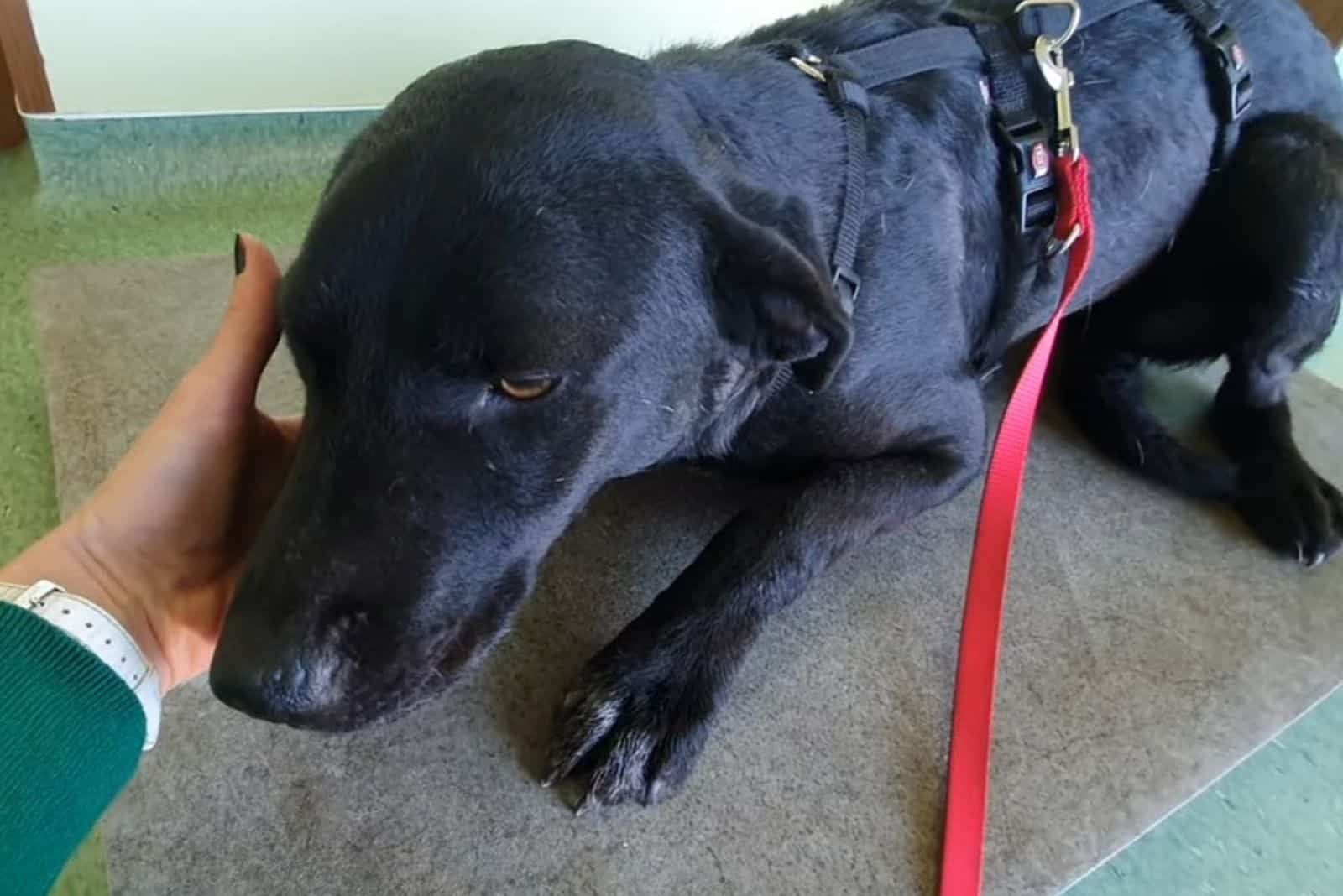 woman cuddling black dog on a leash