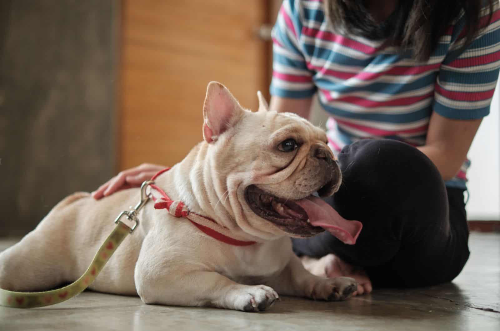 woman cuddling french bulldog lying on the floor