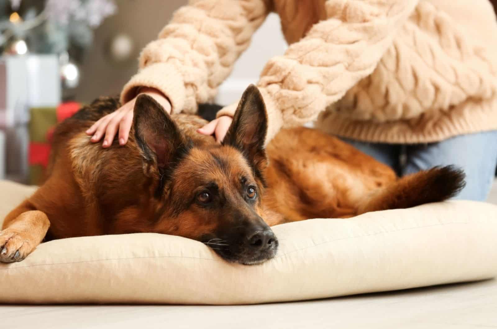 woman cuddling her german shepherd in the house