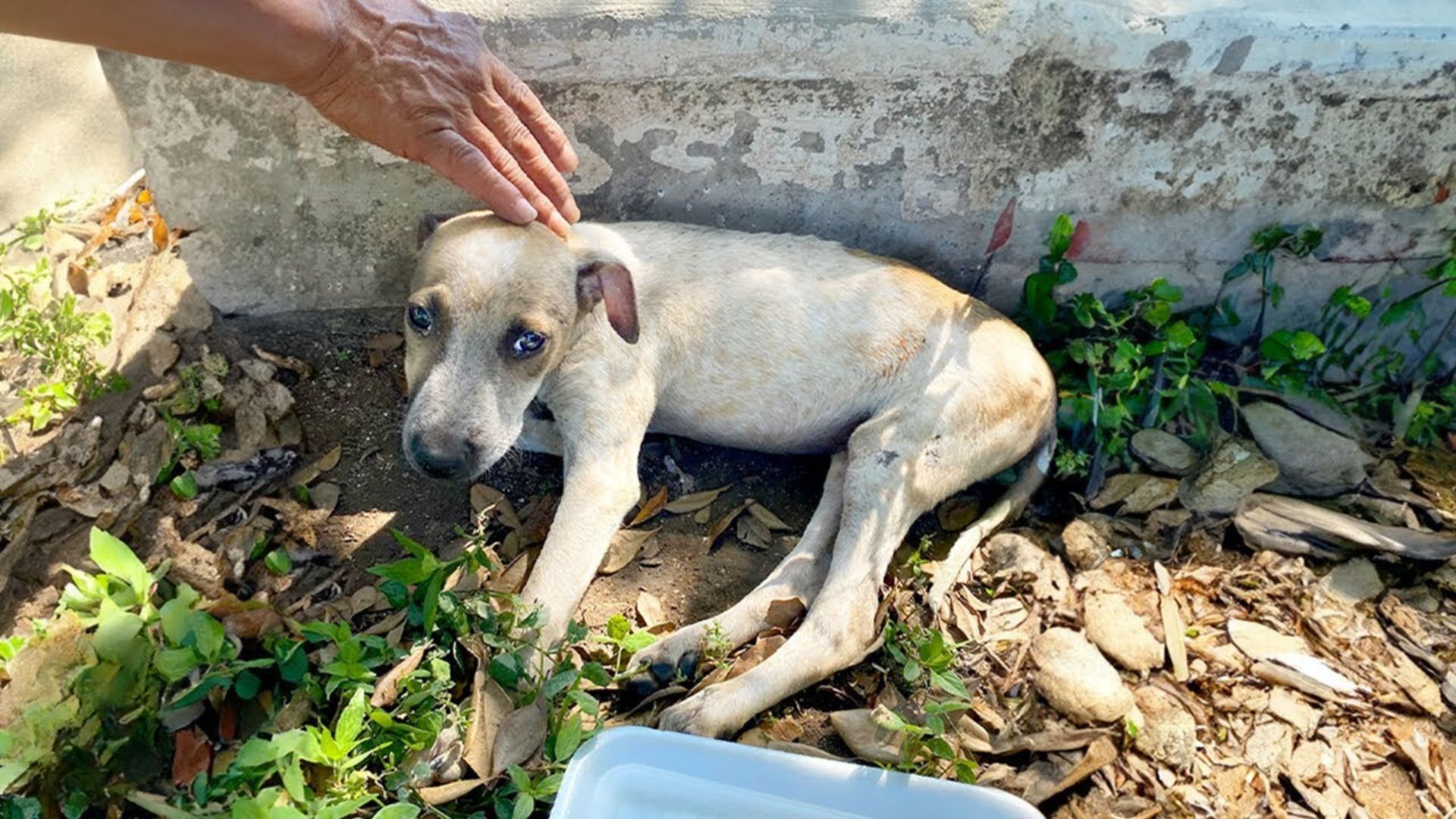 Woman Discovers An Injured Pup While On Vacation And Gives Her The Best Possible Life