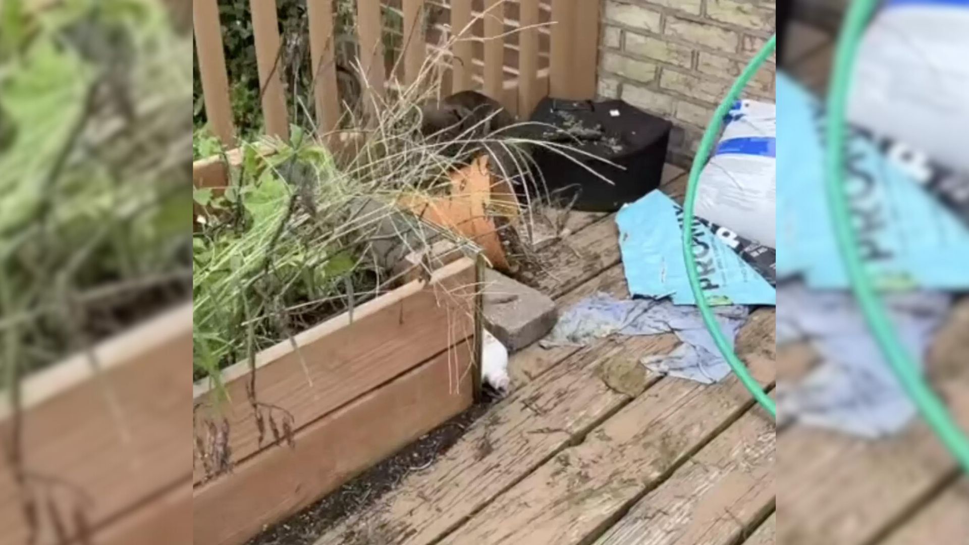 Woman Noticed Somebody Was Knocking Down Her Flower Pots And Then Learned Who The Culprit Was