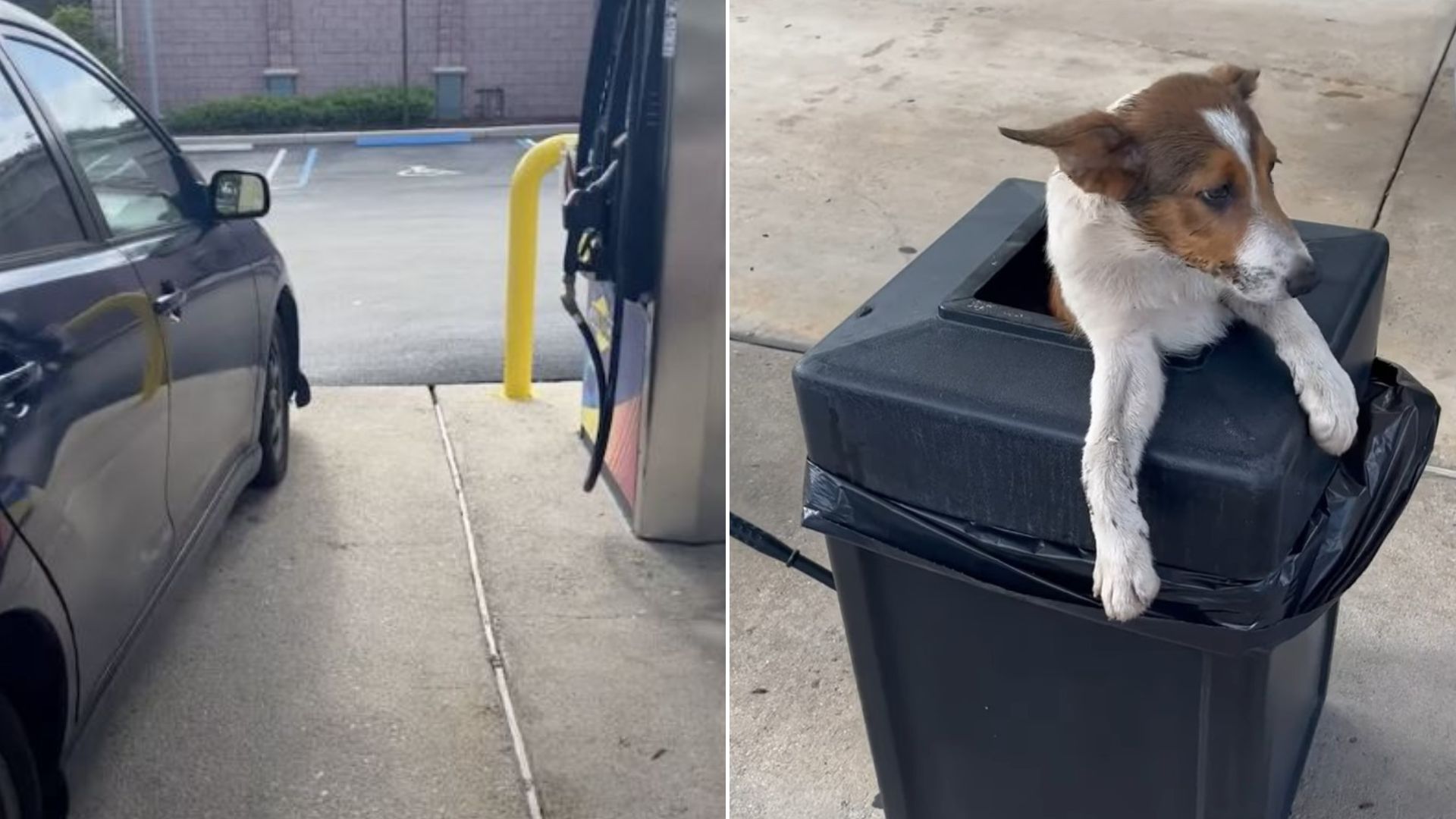 Woman Shocked To Discover Two Puppies Stuck In A Trash Can At The Gas Station