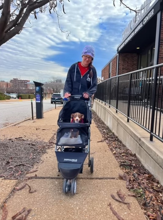 woman driving dog in a wheelchair