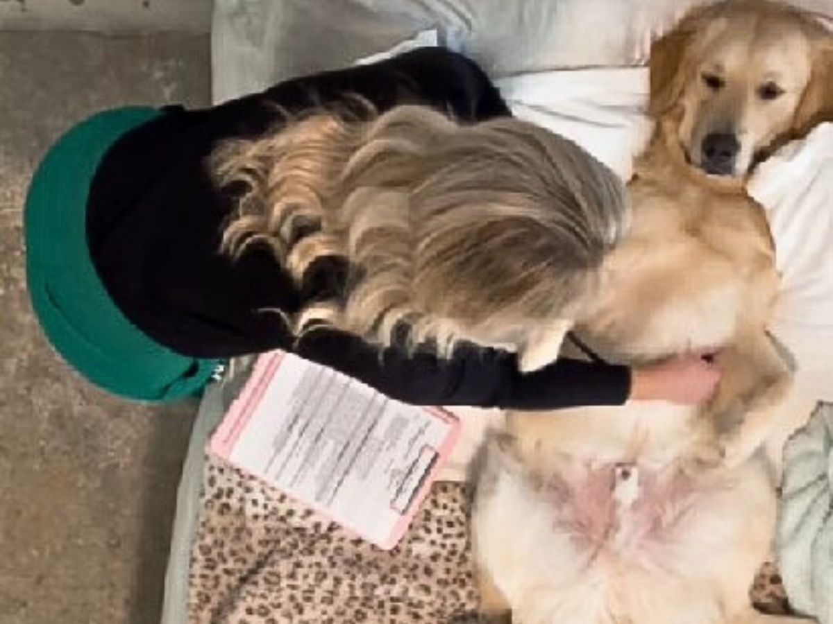 woman examining golden retriever