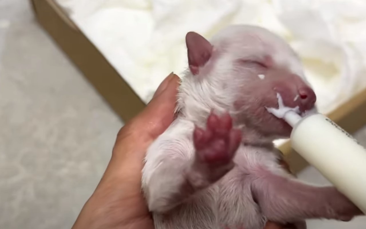 woman feeding newborn puppy