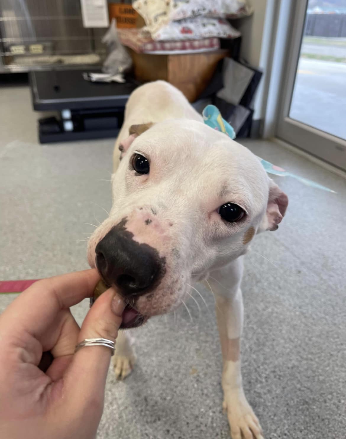 woman feeding white skinny dog