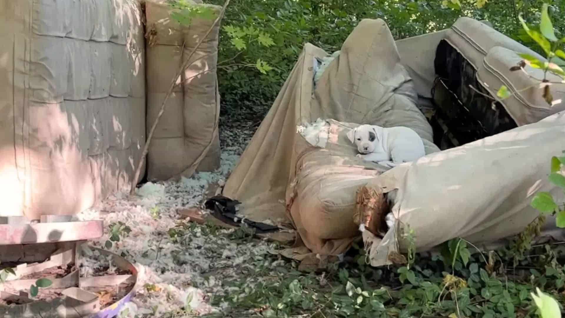 Rescuer In Shock To Find The Entire Family Of Pit Bulls Living On An Old Couch