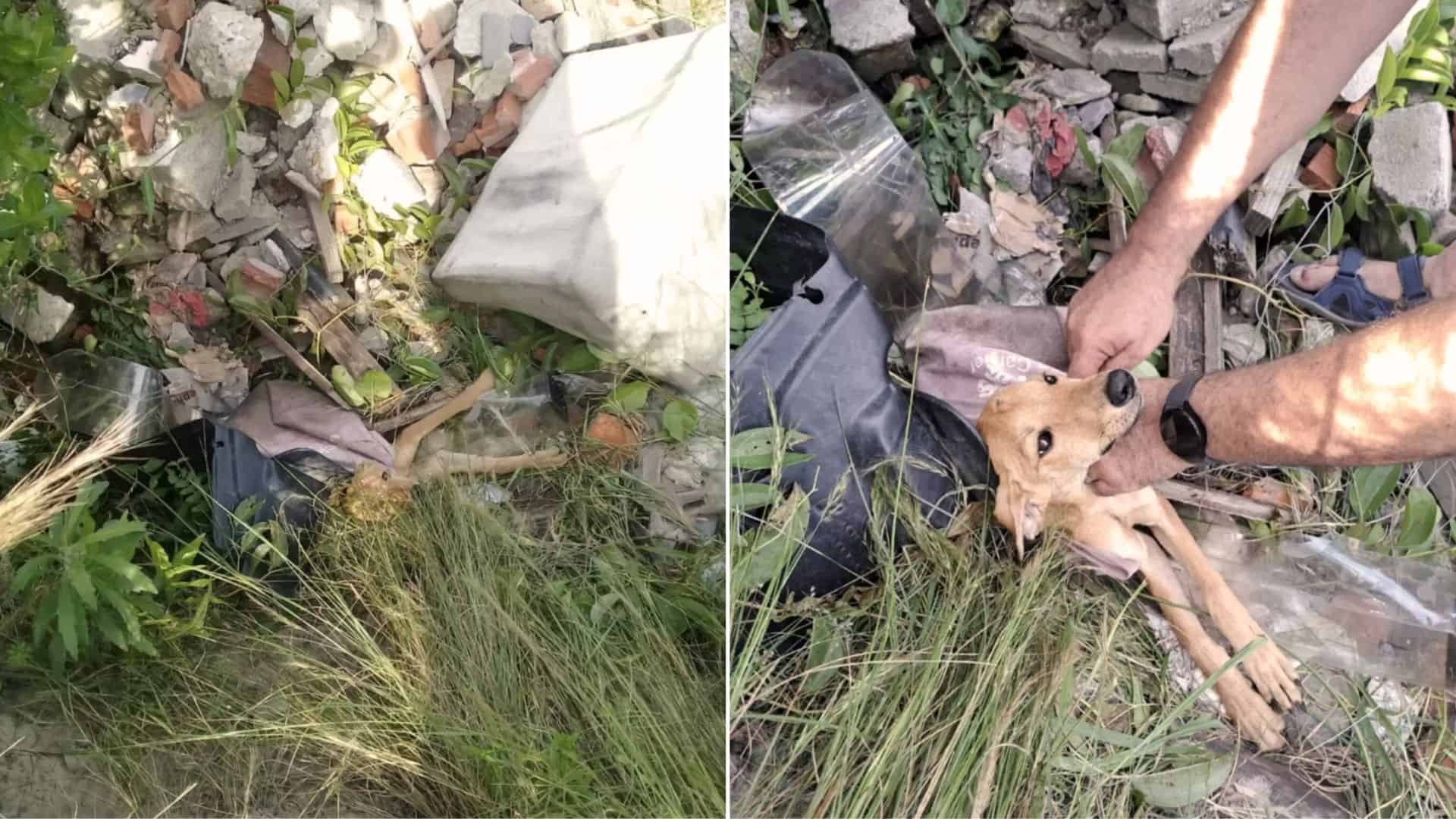 This Puppy Was Abandoned And Left In A Plastic Bag Before Being Rescued By A Kind Woman