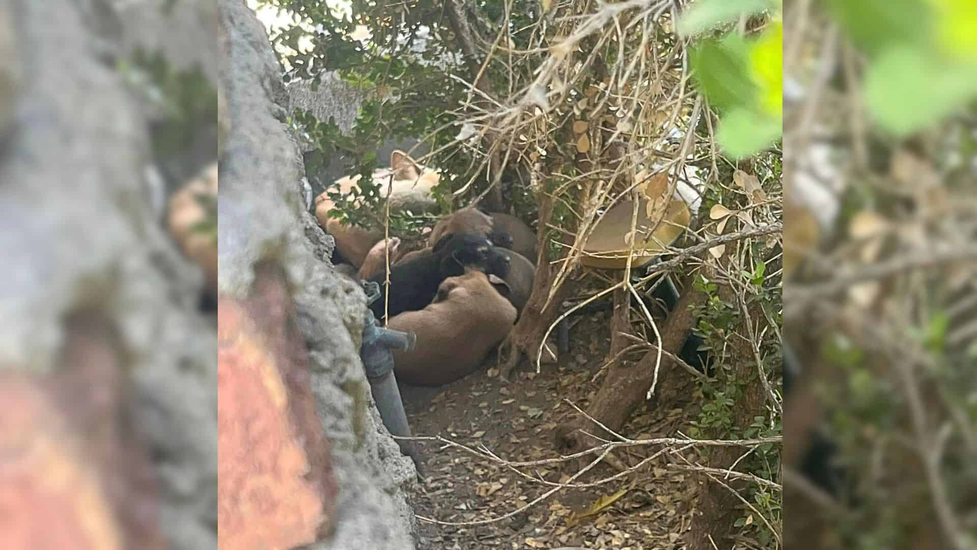 Woman Spotted Something Moving In Her Flowerbed And Went To Investigate It