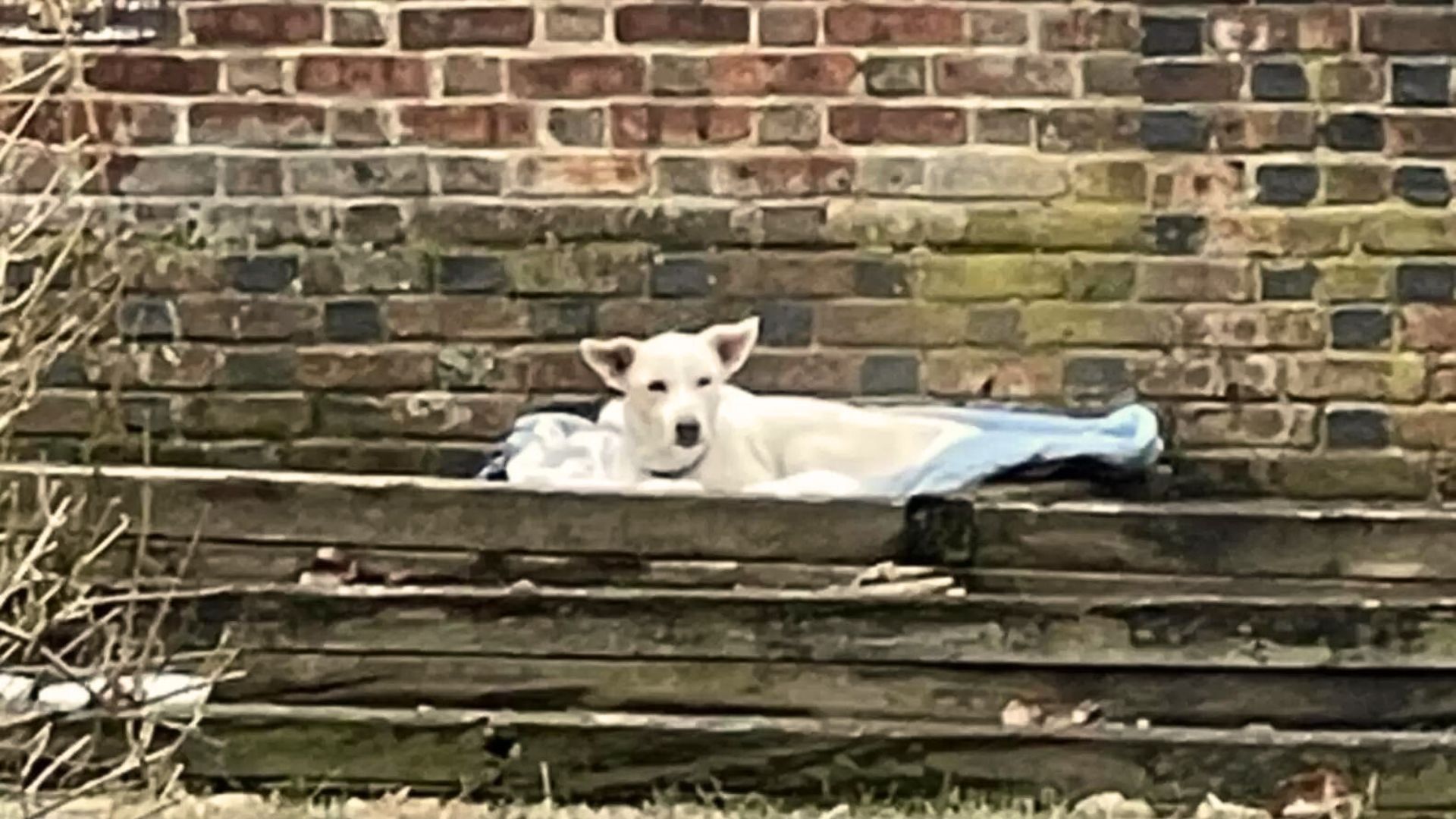 Woman Living In Pennsylvania Shocked By An Unusual Visitor Resting In Her Flower Bed