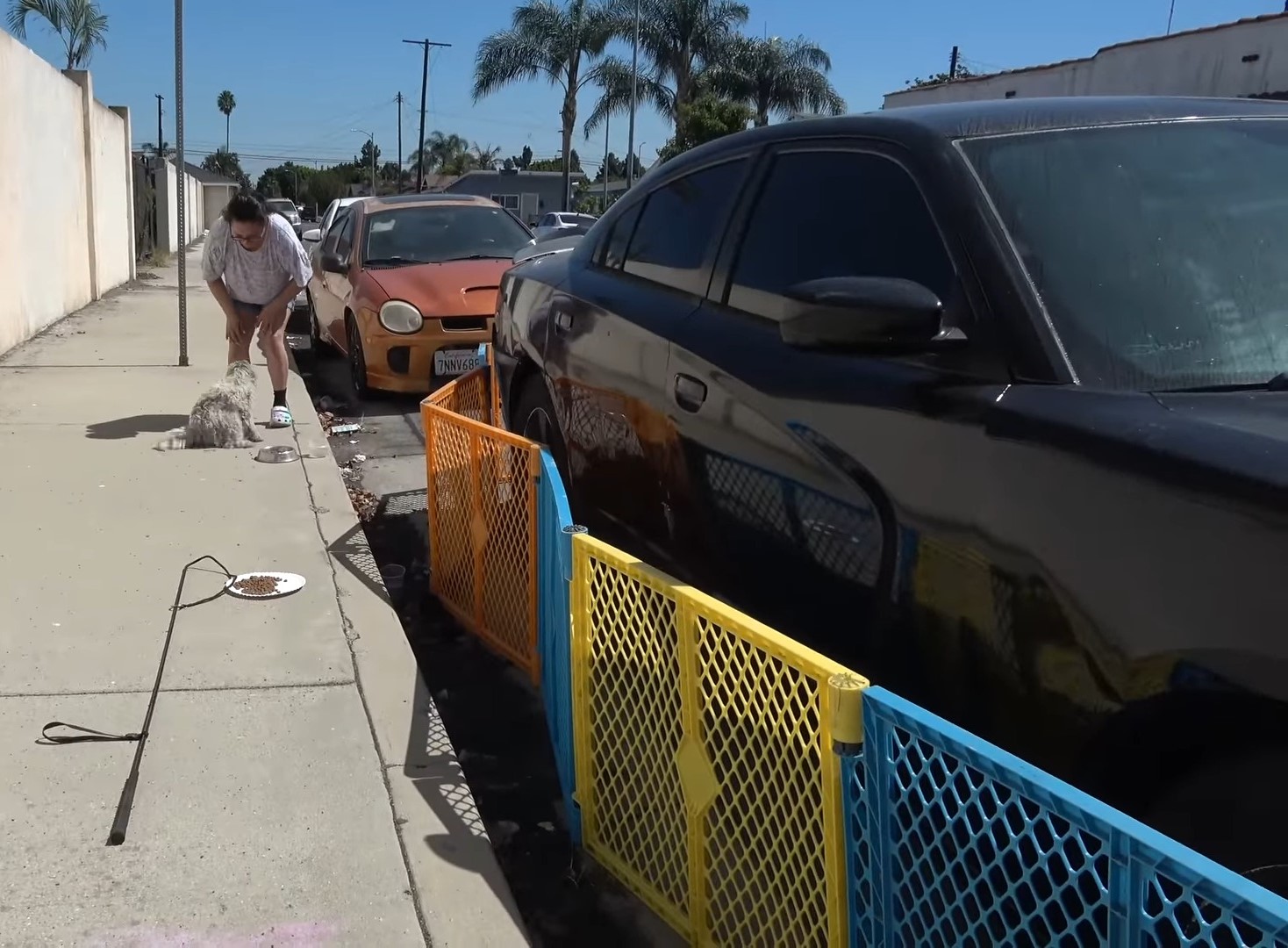 woman finds abandoned dog on street