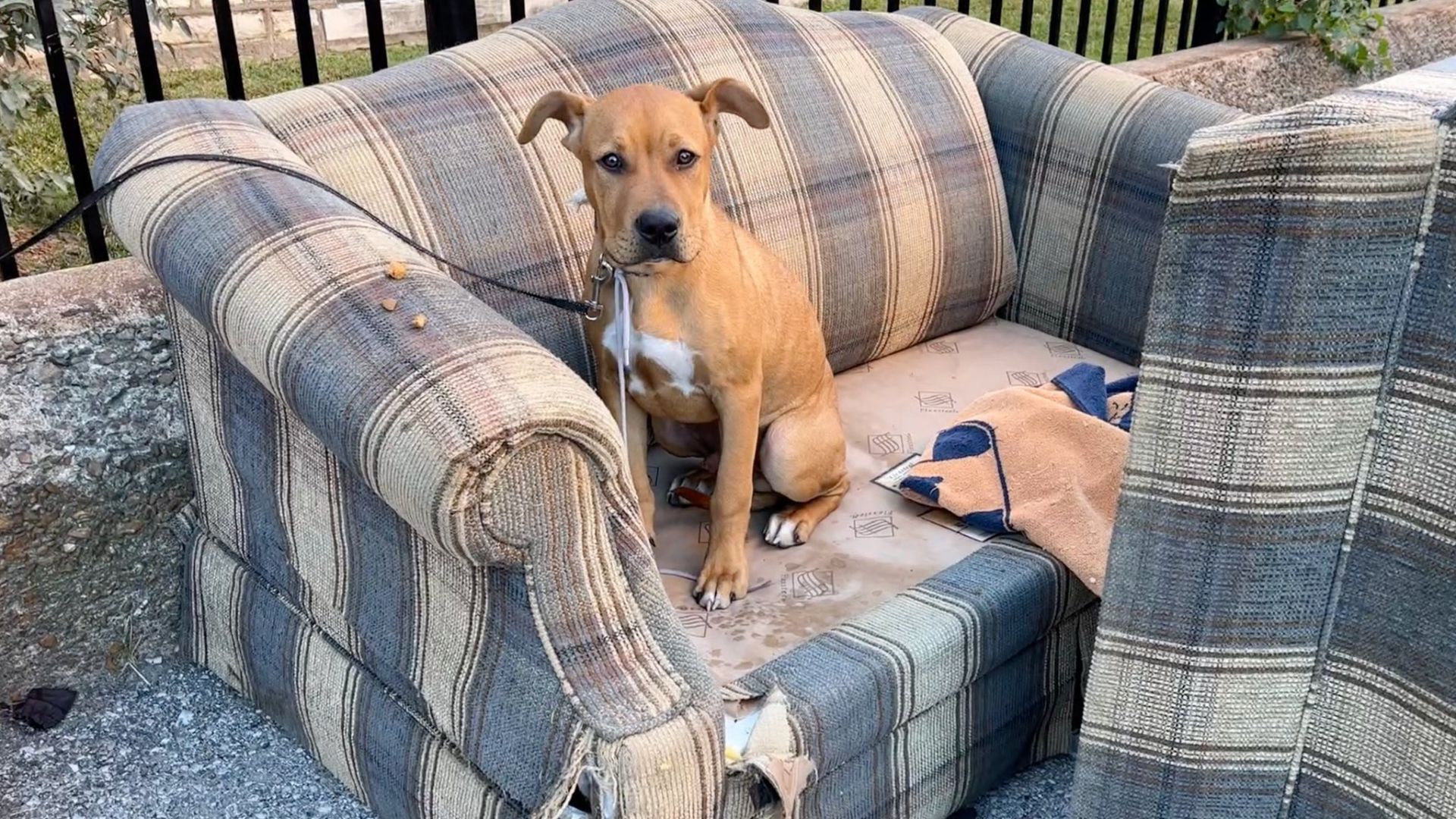 Woman Spots A Shivering Dog Tied To A Fence Near A Public Dumpster In Missouri