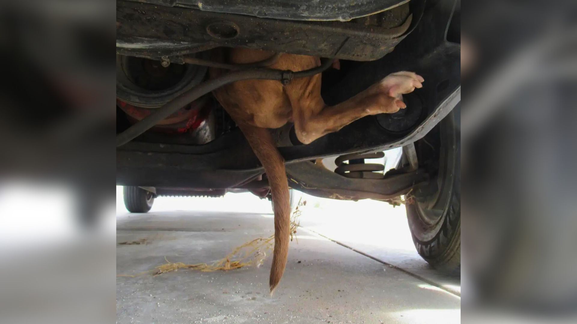 Woman Was Shocked When She Saw A Strange Foot Hanging Out Of Her Car Engine