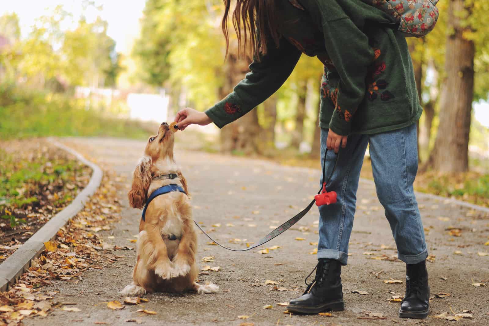 woman giving a snack to cocker spaniel